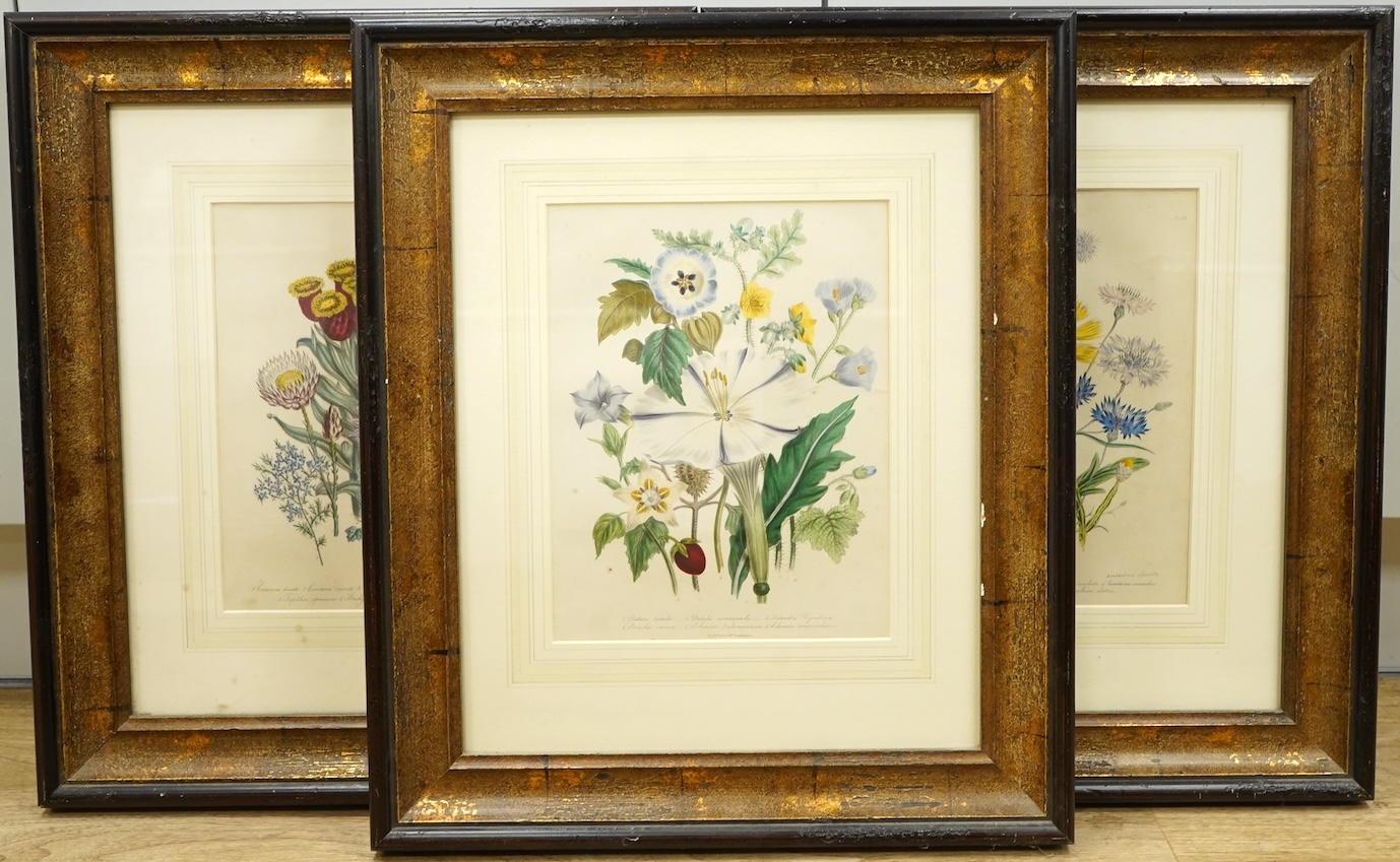After Jane Loudon (1807-1858), three botanical interest colour lithographs, two published by Day and Haghe, 26 x 19cm